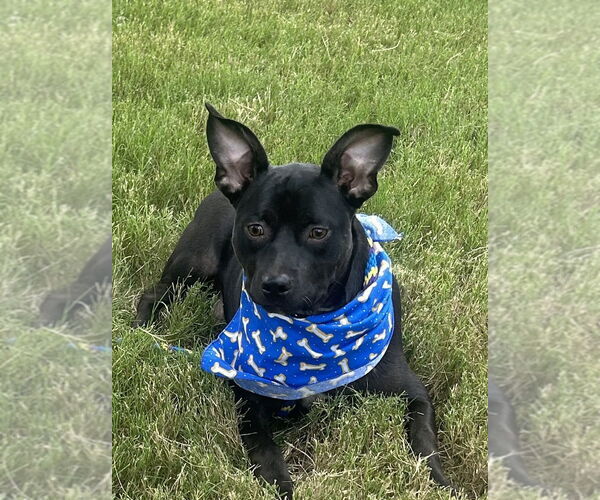 Medium Photo #5 Mutt Puppy For Sale in Munford, TN, USA