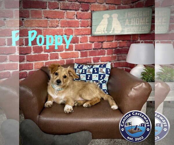 Medium Photo #3 Tibetan Spaniel Puppy For Sale in Arcadia, FL, USA
