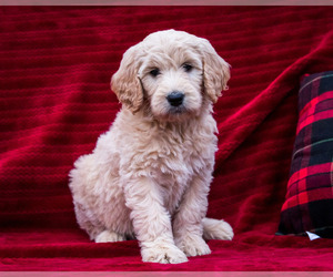 Goldendoodle-Poodle (Standard) Mix Puppy for Sale in WAKARUSA, Indiana USA