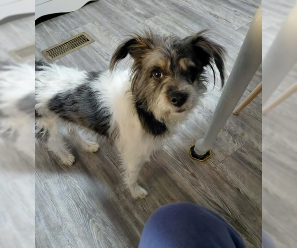 Medium Photo #1 Mutt Puppy For Sale in Cranston, RI, USA