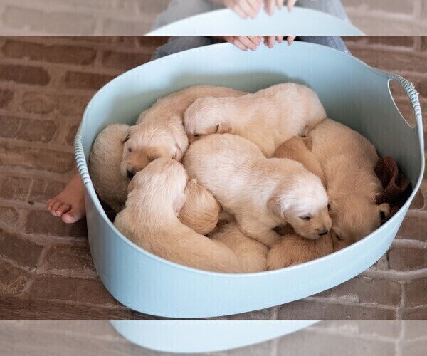 Medium Photo #6 Golden Retriever Puppy For Sale in BYERS, CO, USA