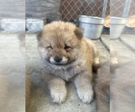 Puppy Puppy 4 Chow Chow