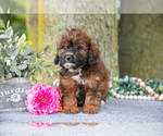 Small #1 Shih-Poo