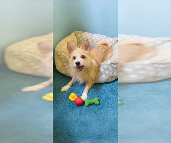 Medium Photo #8 Mutt Puppy For Sale in Weston, FL, USA