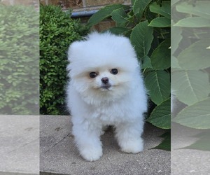 Pomeranian Puppy for sale in ELMHURST, IL, USA