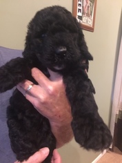 Poodle (Standard) Puppy for sale in ANNANDALE, NJ, USA