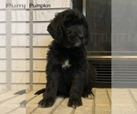 Small Photo #9 Goldendoodle Puppy For Sale in CENTRALIA, IL, USA