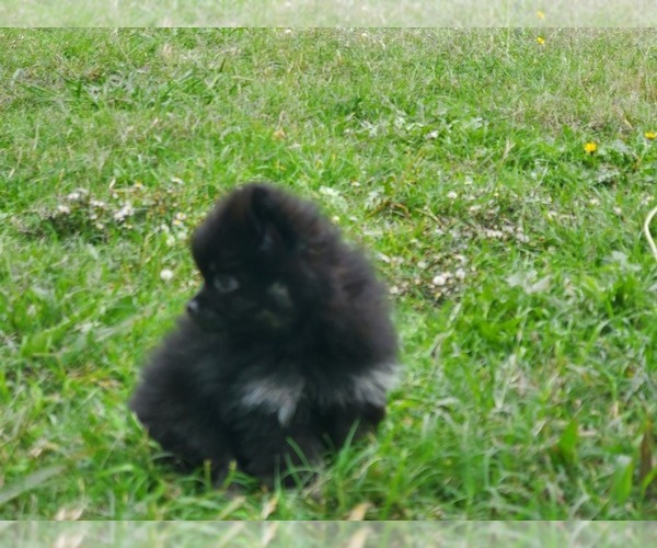 Medium Photo #14 Pomeranian Puppy For Sale in KILLEEN, TX, USA