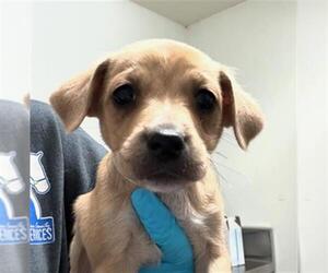 Chihuahua Dogs for adoption in Bakersfield, CA, USA