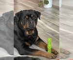 Small Photo #9 Rottweiler Puppy For Sale in AURORA, CO, USA