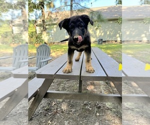 German Shepherd Dog Puppy for sale in INDIAN TRAIL, NC, USA