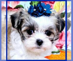 Mal-Shi Puppy for sale in TAYLOR, TX, USA