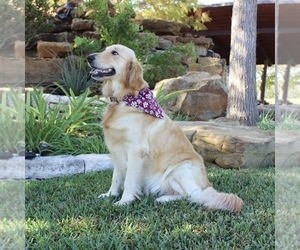 Mother of the Goldendoodle puppies born on 11/26/2024
