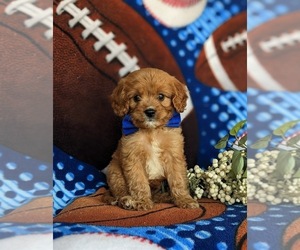 Cavapoo Puppy for sale in OXFORD, PA, USA