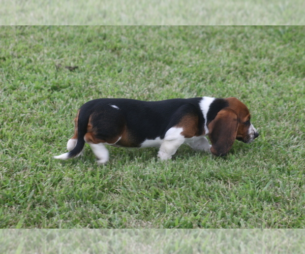 Medium Photo #74 Basset Hound Puppy For Sale in MEMPHIS, MO, USA