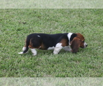 Small Photo #74 Basset Hound Puppy For Sale in MEMPHIS, MO, USA