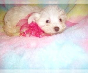 Schnauzer (Miniature) Puppy for sale in JACKSON, MS, USA