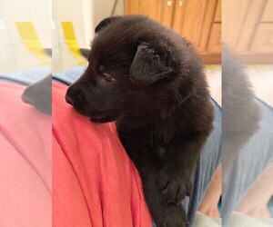 German Shepherd Dog Puppy for Sale in BOKOSHE, Oklahoma USA