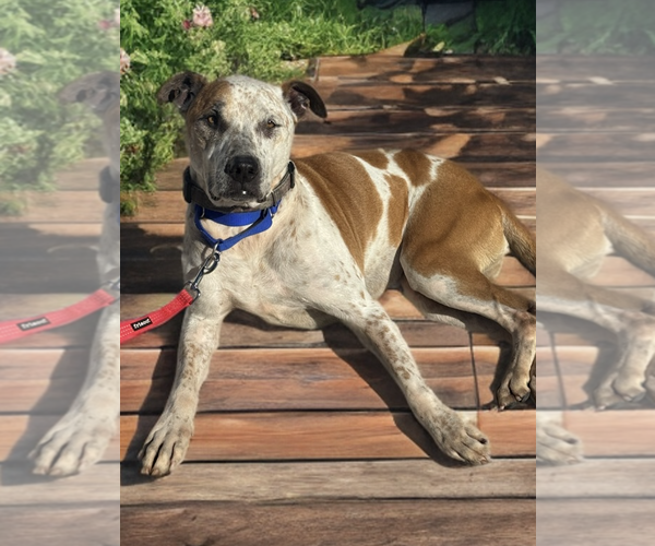 Medium Photo #2 Mutt Puppy For Sale in Newport Beach, CA, USA