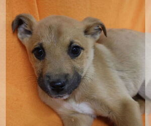 Shepradors Dogs for adoption in Princeton, MN, USA