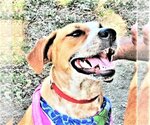Small Catahoula Leopard Dog Mix