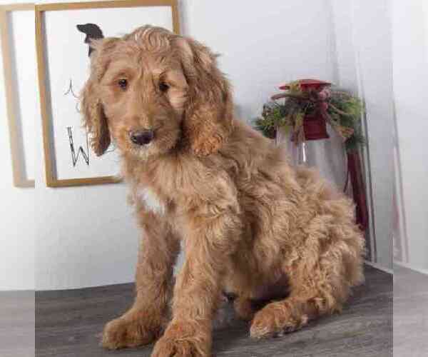 Medium Photo #2 Goldendoodle Puppy For Sale in RED LION, PA, USA