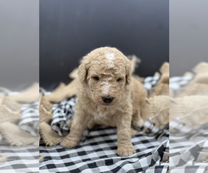 Goldendoodle Puppy for sale in MARYVILLE, MO, USA