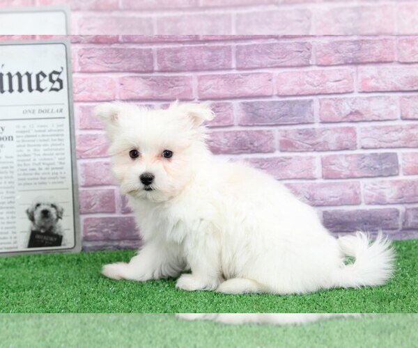 Medium Photo #3 Maltese Puppy For Sale in BEL AIR, MD, USA