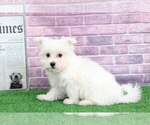 Small Photo #3 Maltese Puppy For Sale in BEL AIR, MD, USA