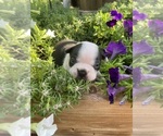 Small #4 Boston Terrier