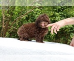 Small #24 ShihPoo