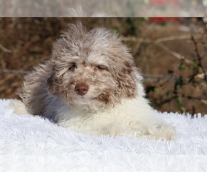 Poodle (Miniature) Puppy for sale in DYERSBURG, TN, USA