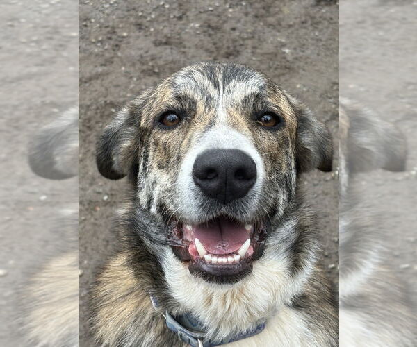 Medium Photo #4 Mutt Puppy For Sale in Elmsford, NY, USA