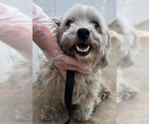 Miniature Schnauzer-Poodle (Miniature) Mix Dogs for adoption in San Martin, CA, USA