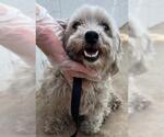 Small Miniature Schnauzer-Poodle (Miniature) Mix