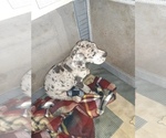 Small Photo #77 Great Dane Puppy For Sale in PIERSON, MI, USA