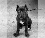 Small Photo #6 Cane Corso Puppy For Sale in ANDERSON, IN, USA