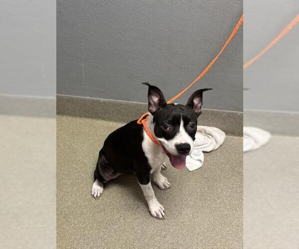 Medium Photo #1 American Pit Bull Terrier-Unknown Mix Puppy For Sale in Las Vegas, NV, USA