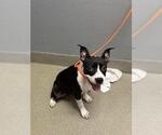 Small American Pit Bull Terrier Mix