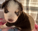 Puppy Puppy 1 Australian Shepherd