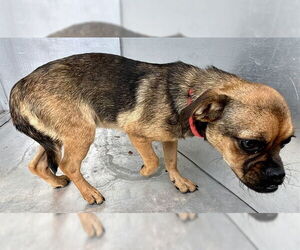 Chug Dogs for adoption in Waco, TX, USA