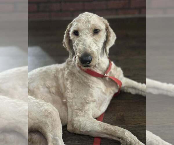 Medium Photo #4 Golden Retriever-Unknown Mix Puppy For Sale in New York, NY, USA