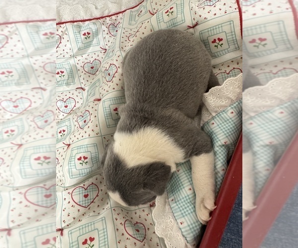 Medium Photo #5 Boston Terrier Puppy For Sale in FREDONIA, KS, USA