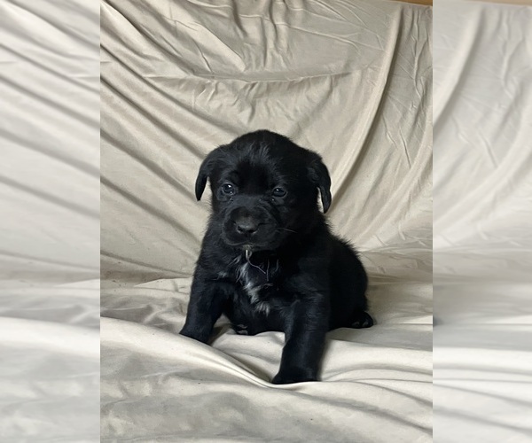 Medium Photo #1 Labsky Puppy For Sale in CANFIELD, OH, USA
