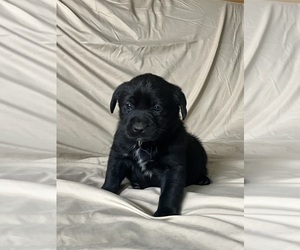 Labsky Puppy for sale in CANFIELD, OH, USA