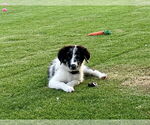 Small #1 Border Collie