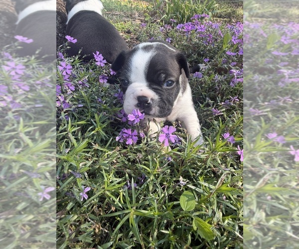Medium Photo #2 Boston Terrier Puppy For Sale in FREDONIA, KS, USA