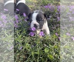 Small #1 Boston Terrier