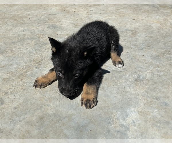 Medium Photo #12 German Shepherd Dog Puppy For Sale in FORT WORTH, TX, USA
