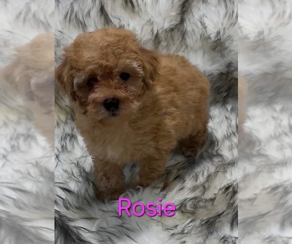 Medium Photo #2 Poodle (Miniature) Puppy For Sale in AZLE, TX, USA